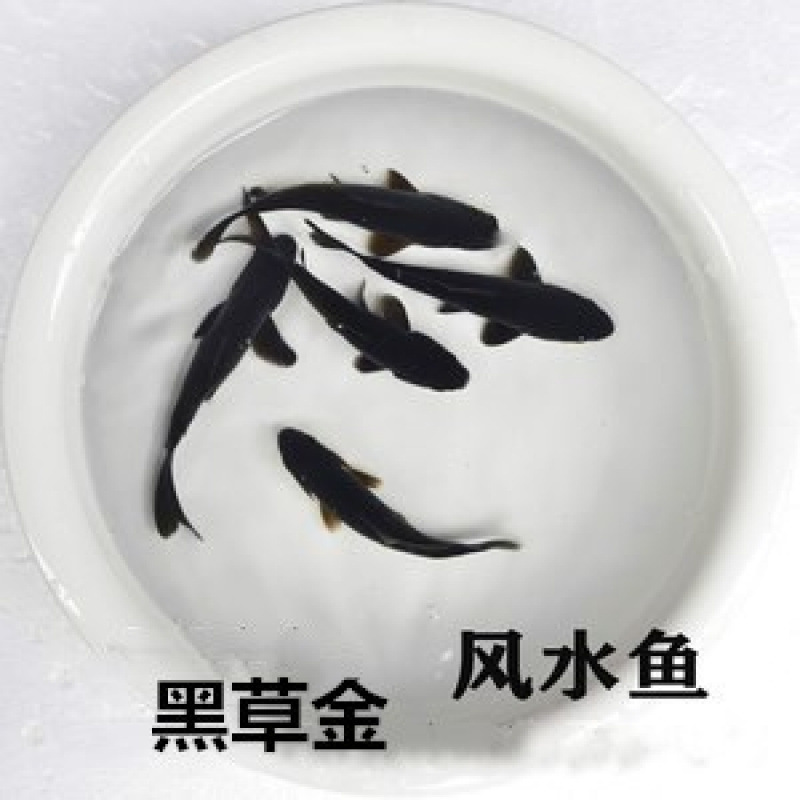 金魚の苗の錦鯉の小型魚は生きています。|undefined