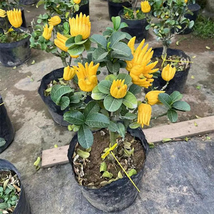 ���ָ̘������Ԏ����҃��̨ͥԺ�Ϙ����A�����r������B���ܾGֲ