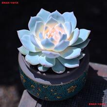 粉蓝鸟多肉植物莲花座蓝石莲厚叶蓝鸟办公室内盆栽高颜值跨境热卖