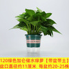 Green Potted Plant Plant Plant Plant Flower Green Plant Water Pei Changtang Hanging Large Green Bad New House to absorb formaldehyde