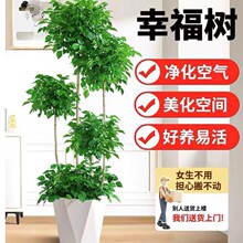 老桩幸福树盆栽室内客厅净化空气大绿植办公室四季常青新家其他