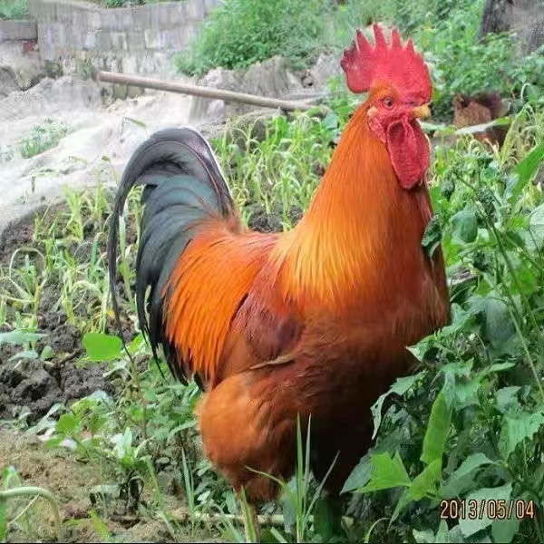 9a3888b683373f8e003566cd3f2e33