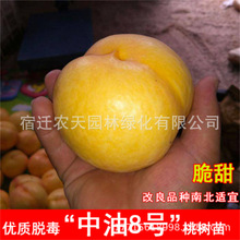 中油嫁接水蜜桃鹰嘴桃二号桃树苗特大耐寒北南方庭院种植当年结果