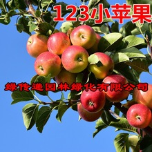 123小苹果果树苗南北方庭院地栽种植沙果盆栽嫁接小苹果当年结果