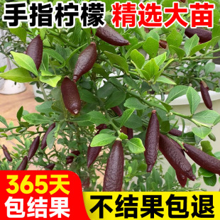 ������ָ���ʘ���ָ�����Թ�����������ͥԺ�Ϸ��Nֲ�ﮔ��Y��