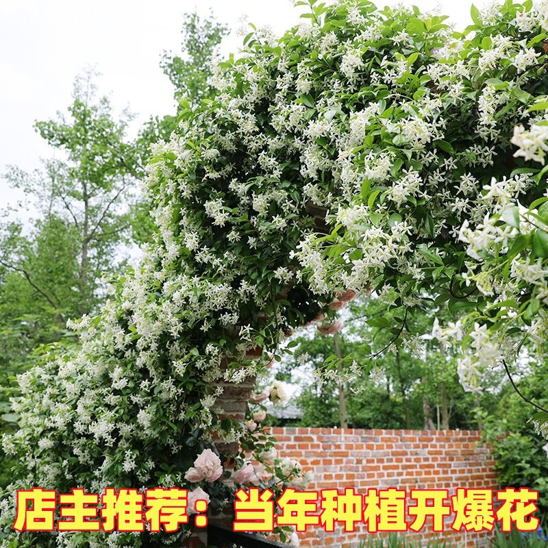 Windmill Jasmine Climbing Plant, Vines, Four-Season Flowering Seedlings, Courtyard Balcony Flower Pots, Evergreen Green Plants
