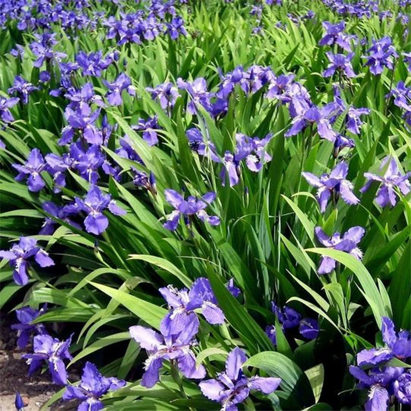 Синий цветок Ирис Рассада Парк Река Озеленение растений Водные многолетние холодоустойчивые Тень-Толерантные водно-болотные водные растения