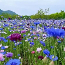 矢车菊花种子蓝色耐寒花籽工程绿化四季播种开花庭院阳台室外花籽