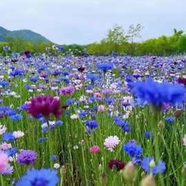 矢车菊花种子蓝色耐寒花籽工程绿化四季播种开花庭院阳台室外花籽
