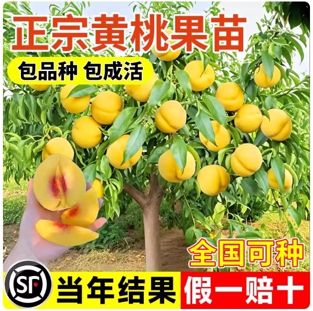 正宗黄桃果树果苗嫁接苗冬桃油桃树种植南北方树莓庭院当年结果