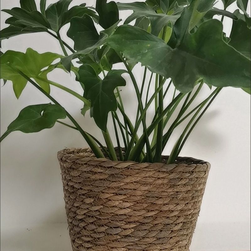 编织花盆草编花篮北欧风抱抱桶diy客厅阳台装饰盆栽绿植套|undefined