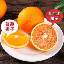 湖北九月红脐橙秋橙现摘孕妇应季新鲜水果手剥果冻橙榨汁甜橙柑