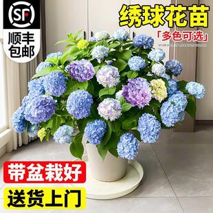 Hydrangea Seedlings Bloom in All Seasons, Endless Summer Courtyard Balcony Flower Garden Green Plant Hydrangea Potted Plant with Buds