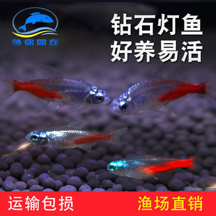 �ʯ���tɏС�͵�ˮ���~�׼tɏ�޺�����ϲ��~Ⱥ��С�͟��~���w