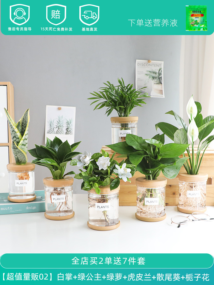 [초가성비 판매 ②] 화이트 팜 + 그린 프린세스 + 포토스 + 타이거 오키드 + 산웨이 해바라기 + 치자나무