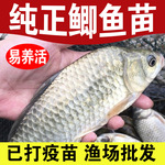 大品种中科五号鲫鱼工程鲫大草鱼鲤鱼红鲤鱼花鲢白鲢鱼苗淡水养殖