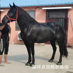 �T���R���Rƥ���� ��Ѫ�R���l ��c���^�������R�Bֳ