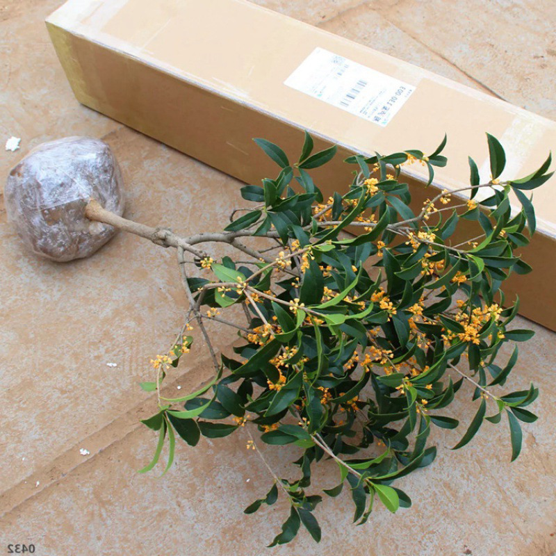 四季桂花树苗地栽盆栽嫁接品种庭院浓香型金桂大树壮元朱砂桂银桂