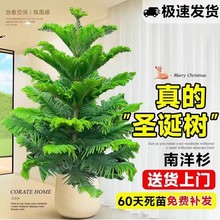 南洋杉盆栽南洋松树苗耶诞树真树盆景客厅办公室大型绿植四季常青