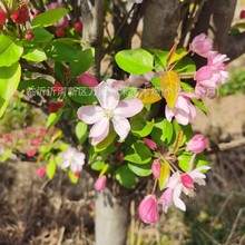 批发西府海棠花苗嫁接海棠花苗公分以下海棠花苗