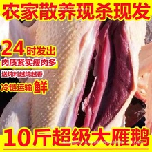 鹅整只10斤非大鹅新鲜鹅肉大白鹅散养大鹅老鹅雁鹅肉多送料包
