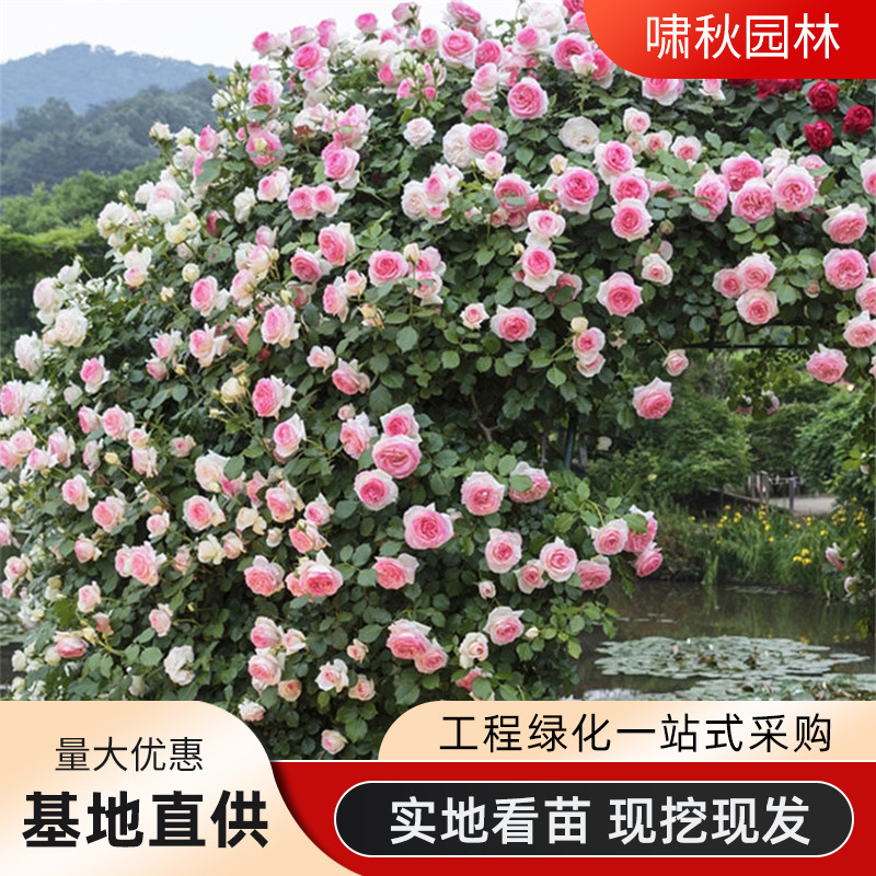 藤本月季蔷薇花苗特大浓香庭院爬藤植物花卉盆栽阳台玫瑰爬墙四季