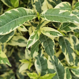 ���ش��� ���~�d�� ���~�d�� С�~�d�� ��ɭŮؑ С�^�G��