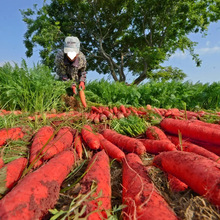 ���Ŵ���}���N���r�t�����＾�ļ�ˮ���}�����r�Ҳˈ@�߲˷N��