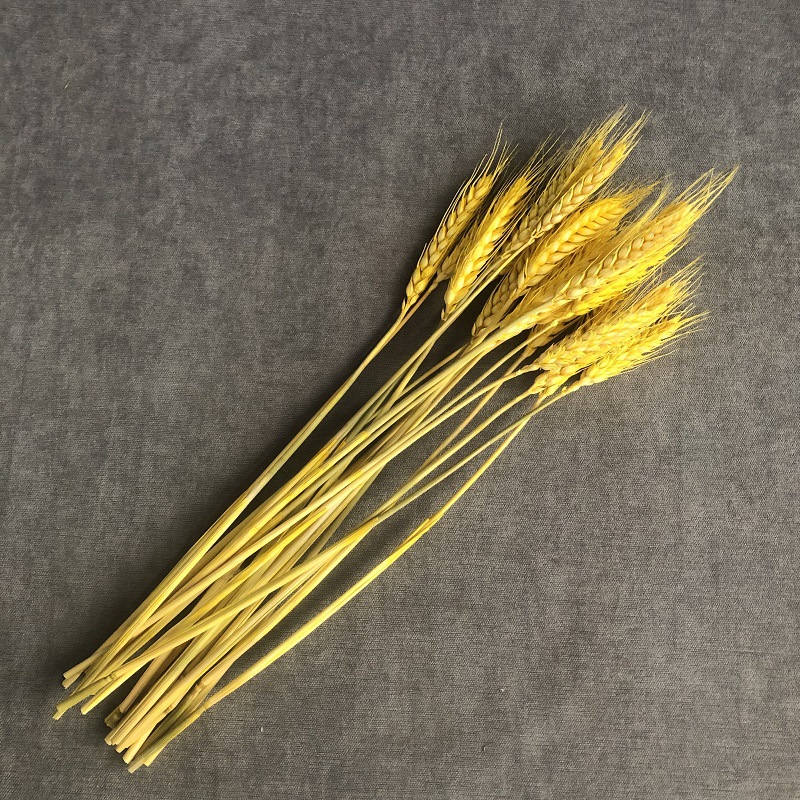 Golden Wheat Natural Ear of Wheat Dried Flowers Bouquet Opening Flower Basket Decoration Barley Decoration Photo Props Chinese New Year Decoration