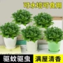 水培盆栽食用驱蚊驱蚊草