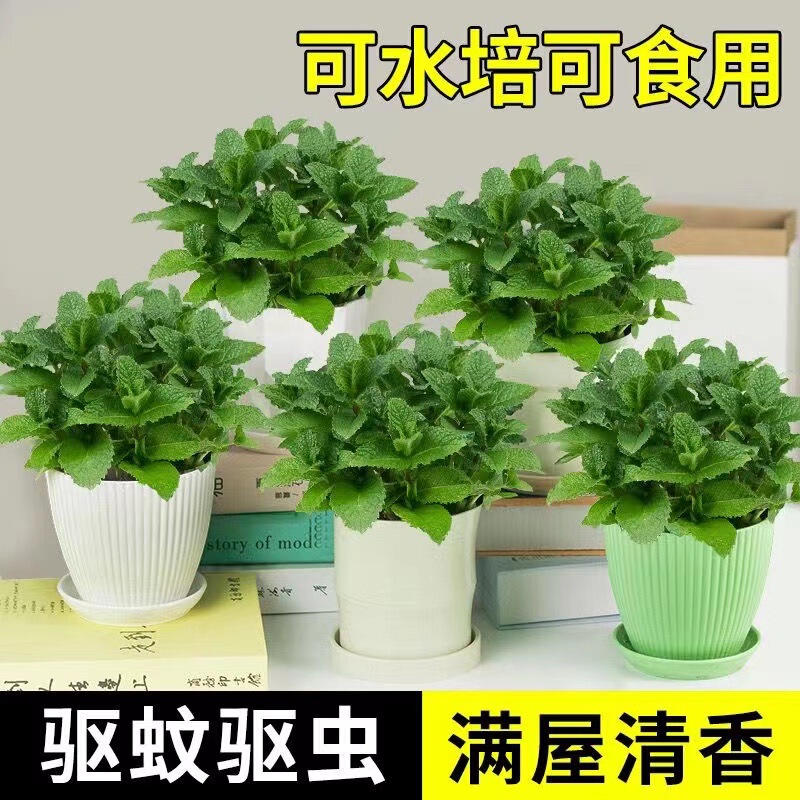 Mint Potted Edible Lemon Mint Leaves Hydroponic Plants Rosemary Green Plants Indoor Potted Florals Mosquito Repellent
