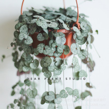 ��֮���\��һ�������������ٲ��~ֲ����m�����GֲС���Ի������l