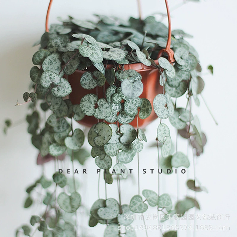 Парчовая лоза любви, дюйм сердца, мясная лоза, вьющаяся лоза, цветное растение, висящее зеленое растение, небольшая база в горшках оптом