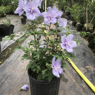 �ذ��ľ�Ȼ������Ԙ����ͺ��{ݮ��ɳ�ļ��̨ͥԺֲ���