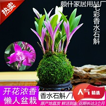 新品七彩香水石斛兰现带花苞水培开花浓香室内桌面绿植盆栽花卉