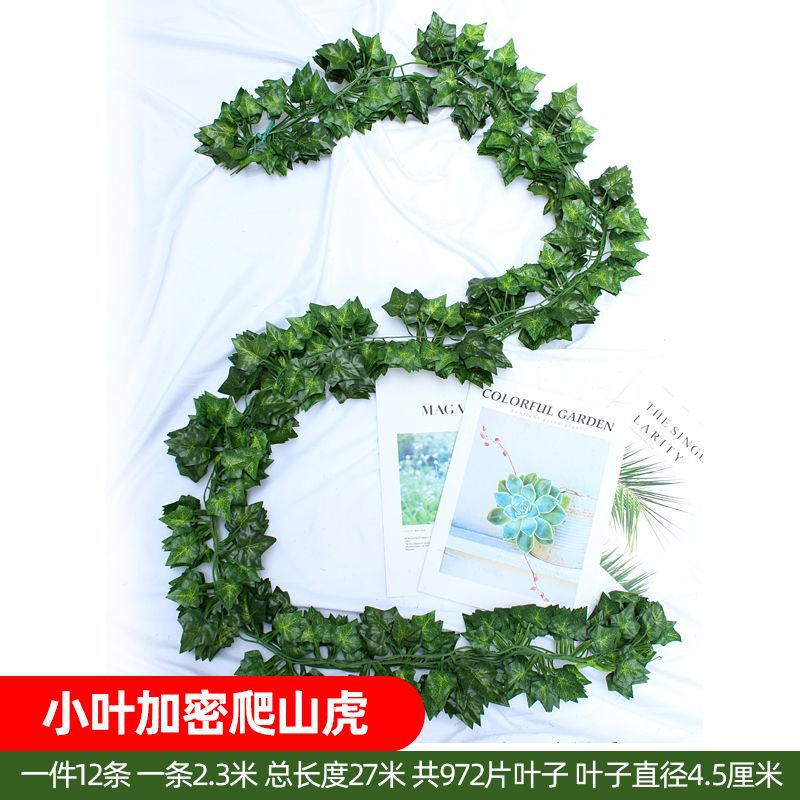 81 Parthenocissus (12)