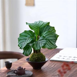 ���O ������Gֲˮ��ֲ��̦�\�����Ԏ������҃�����辰�͏d�k��