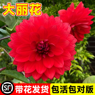 Dahlia Potted Plant with Buds, Bulb Flower Seedlings, Giant Double-Petaled Dwarf Dwarf Indoor Balcony Courtyard Blooming in All Seasons