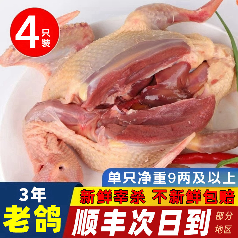 Freshly Slaughtered Frozen Pigeon Meat Stewed Soup Pigeon Fresh Farm-Raised Pure Grain Wild Pigeon Sf