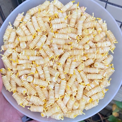 Factory direct Battalion Ore Russian material Beeswax White Beeswax Septa Amber White Septa