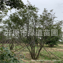 丛生花曲柳多分枝大树东北大叶白蜡景观行道树丛生家蜡水曲柳