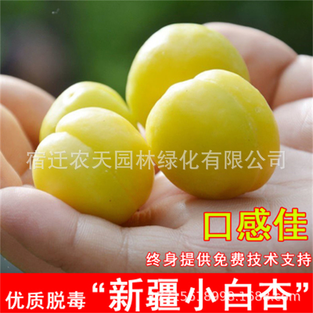 麦黄杏树苗 果树苗 南北方优质嫁接红丰杏苗 凯特杏苗 成活率高