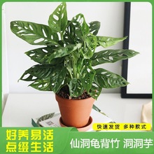 仙洞龟背竹大盆栽北欧网红米歇尔爬藤款室内桌面绿植花卉洞洞龟背