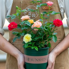 多色玫瑰花盆栽室内阳台室外庭院四季开花植物花卉月季带花苞大苗