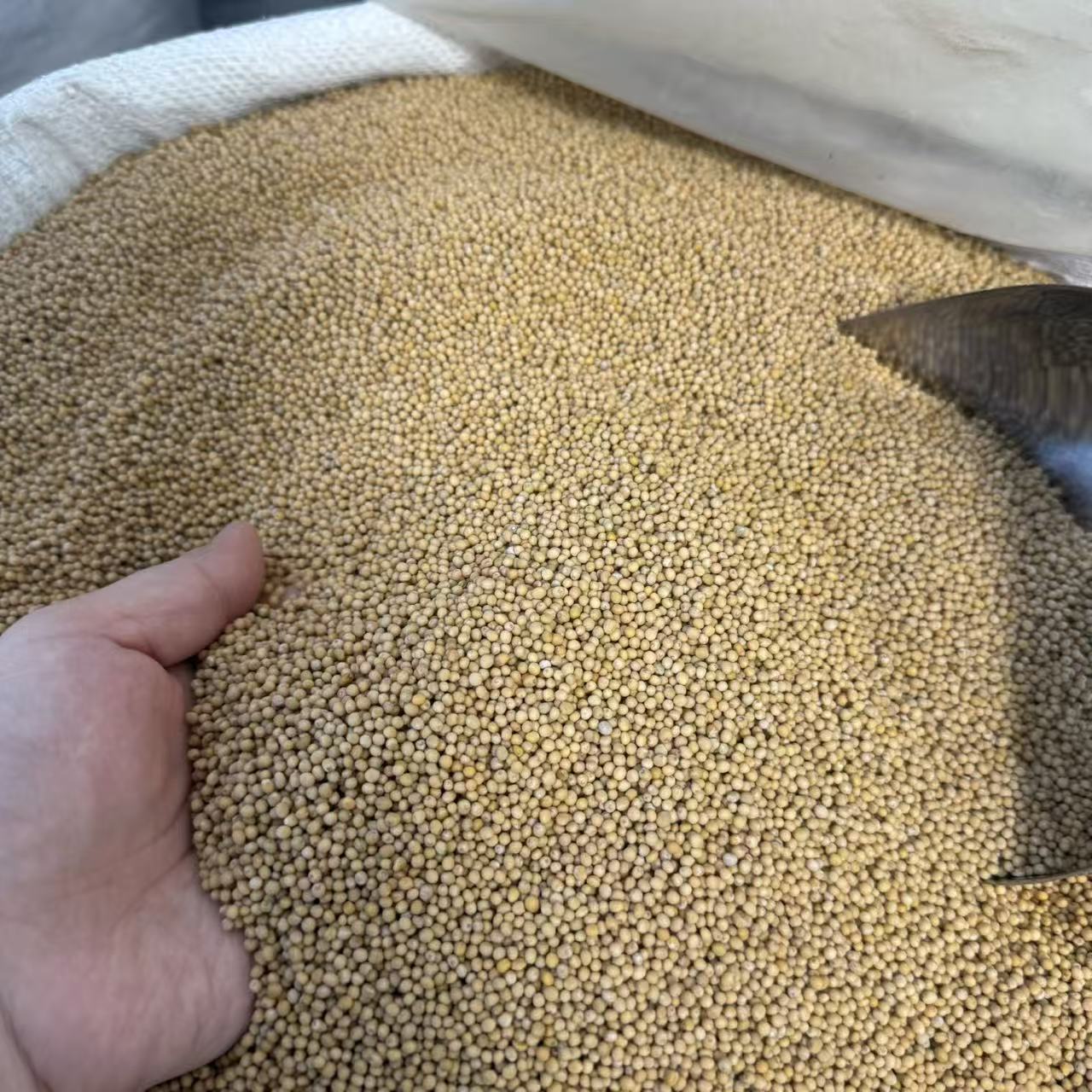 White Mustard Seed Bai Jie Zi 500g Dried Herbal Granules for Traditional Decoctions key features