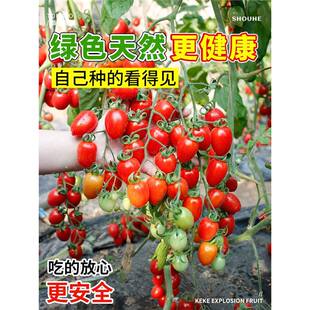 ǧ��С������N���̨�ļ��߮aС���ѷN�љ����}Ů�������߲˷N��