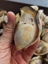 【实拍图】批发大金蚝肥美20头25头15头