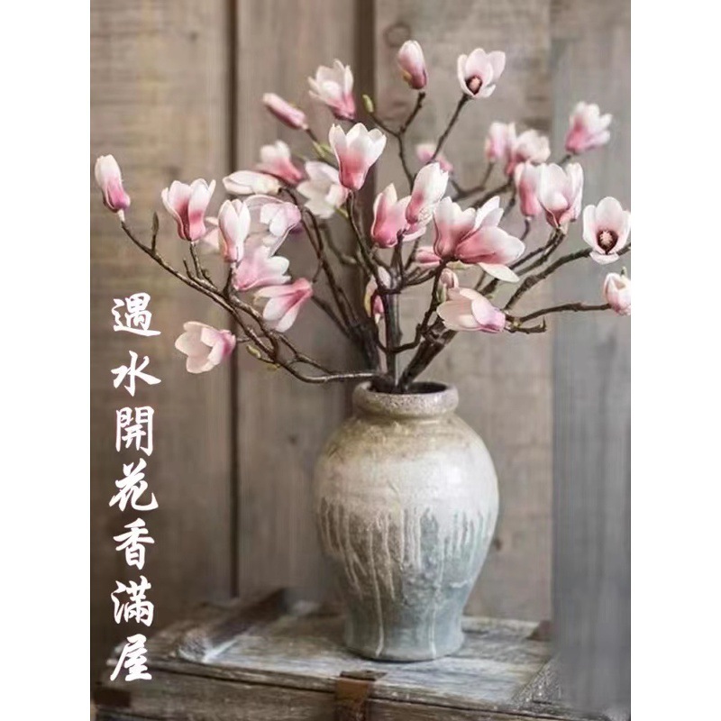 水培植物白玉兰紫玉兰盆栽绿植雪柳带花苞鲜花室内桌面好养年宵花