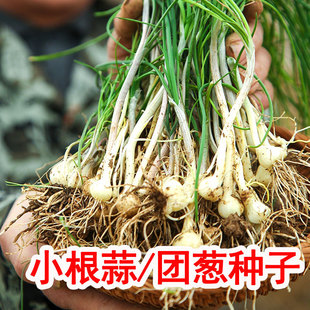 С����N�ӈF�[�N�����ӿ��С���^�ļ��＾���^Ұ�[�^ޯ�׿�ˊ�N