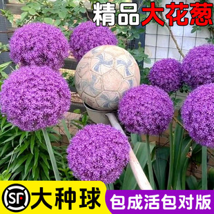 Large Green Onion Bulbs Imported from the Netherlands, Cold-Resistant Flower Potted Plants, Courtyard Ground Green Onion Flower Bulbs, Easy to Live in All Seasons